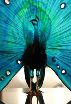 Parade Du Paon Daum Par Madeleine Van Der Knoop